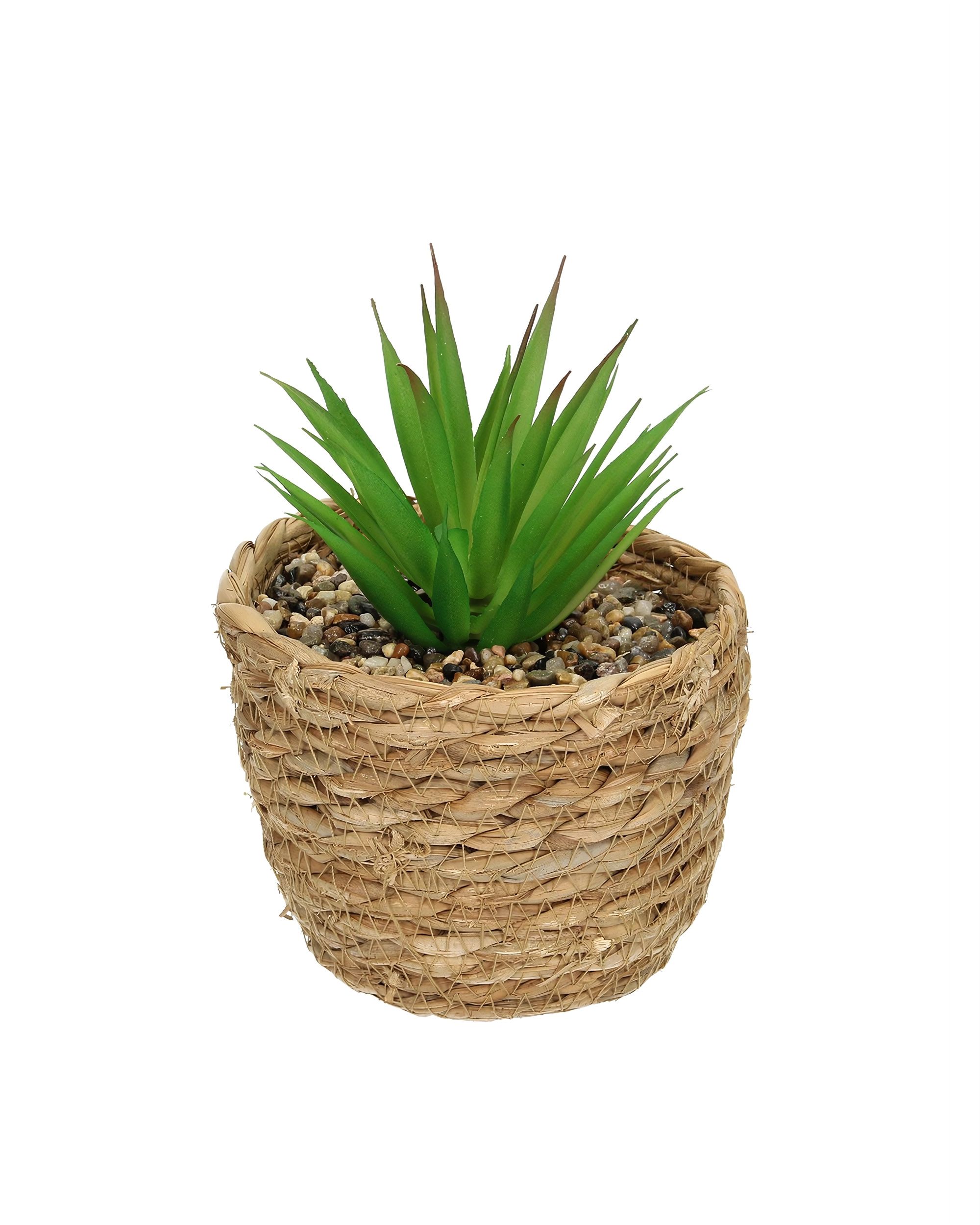 Decorațiuni cu aloe 20cm