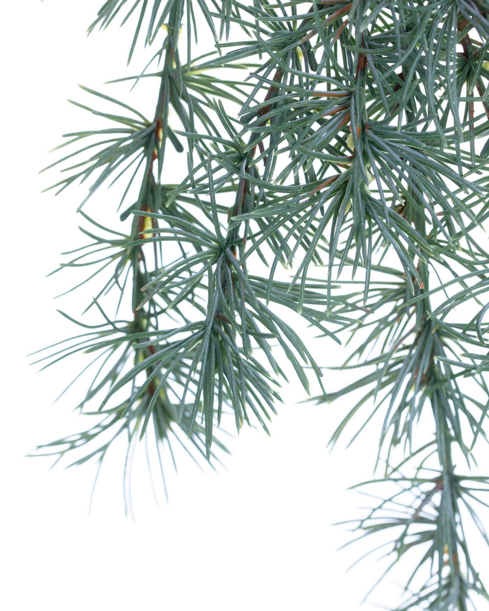 Ramură Christmas Tree 30x2x60cm verde deschis (hover)